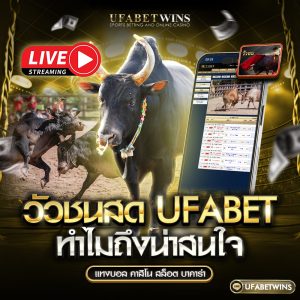 วัวชนสด